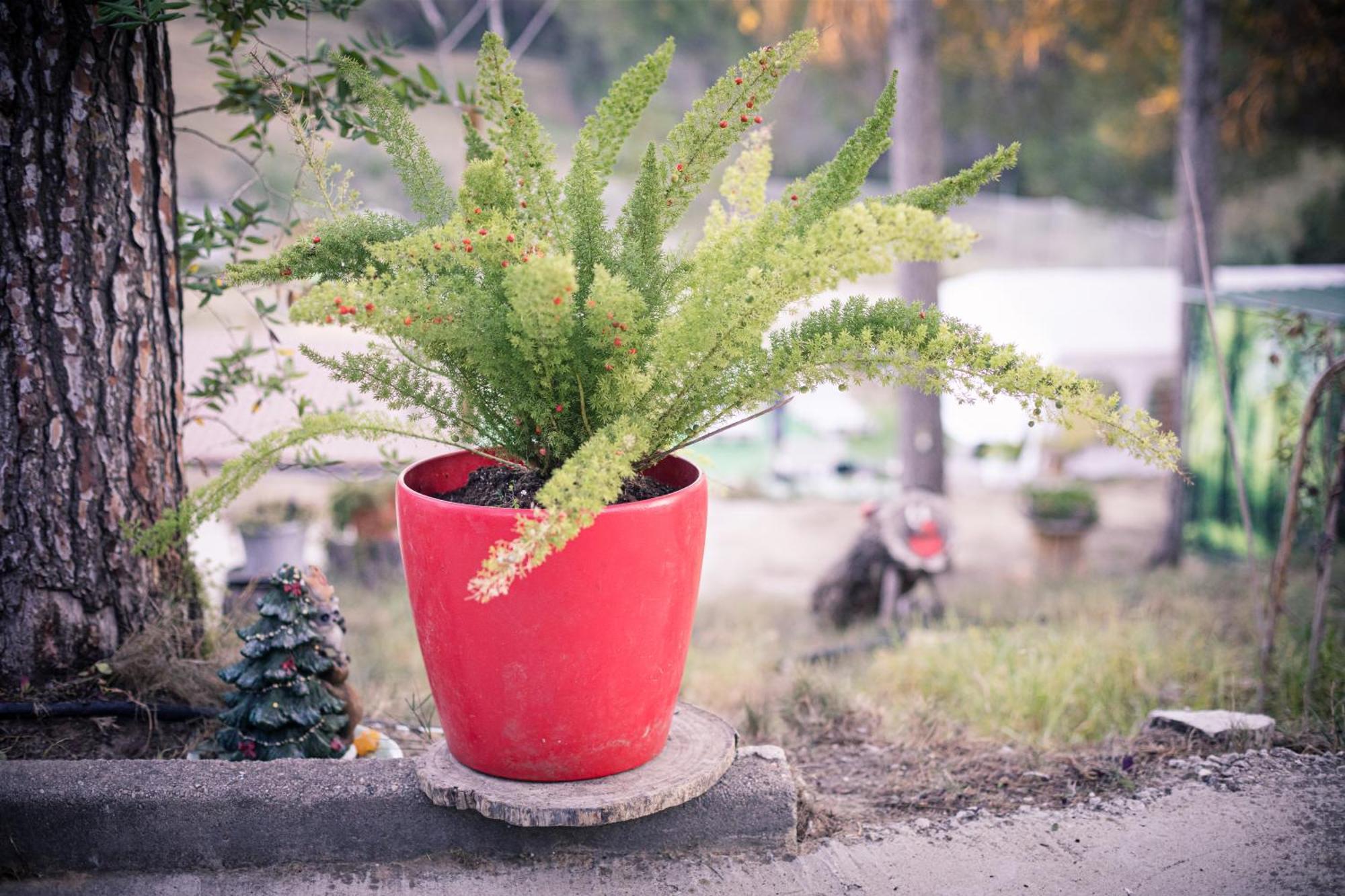 Villa Chetrus Casa En Plena Naturaleza ルビー エクステリア 写真